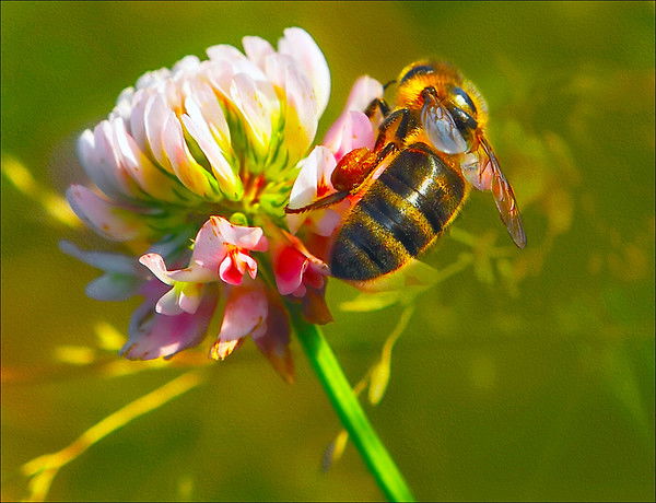 Ольга Лысенко
