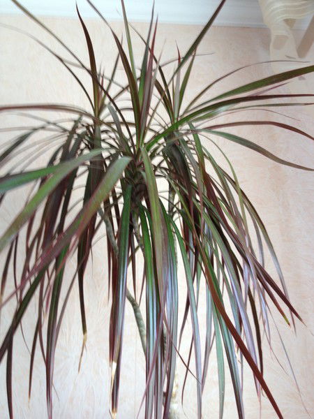 Саша Борисов