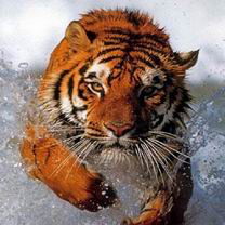 Анжелина Нургалеева