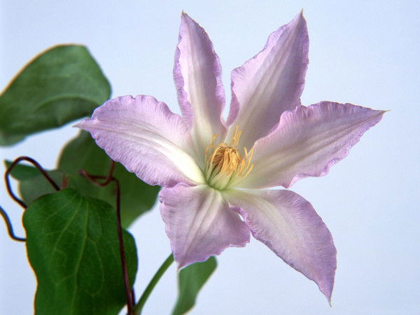 Елена Прекрасная