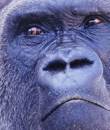 Вован Косов