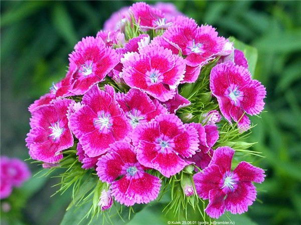 Бакыт Ахаева