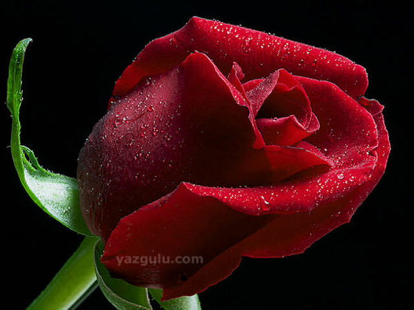 Тиллахан Тавмуринова