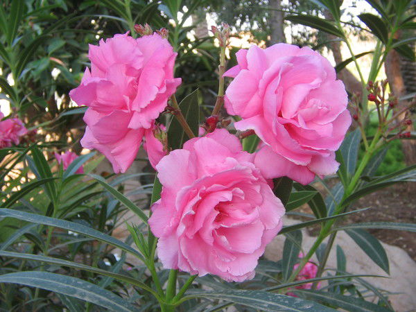 Наталья Стаканова