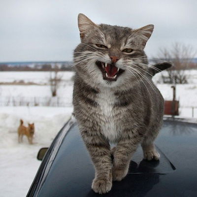 Денис Шахворостов