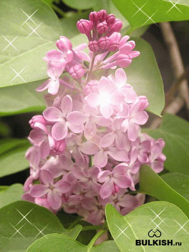 Валентина Корытова