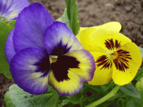 Татьяна Турковская