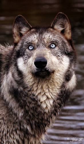 Адиль Серикпаев