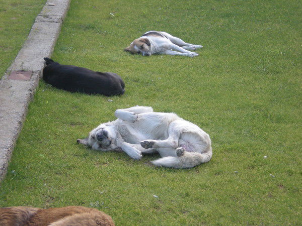 Света Капаклы