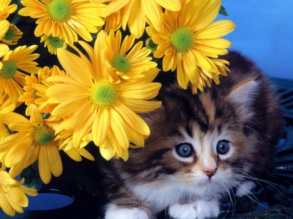 Светлана )))