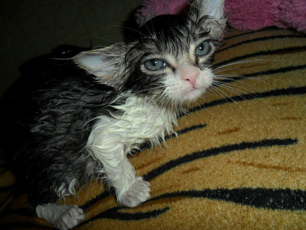 Иван Купидман