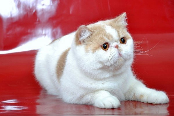 Татьяна Варакута