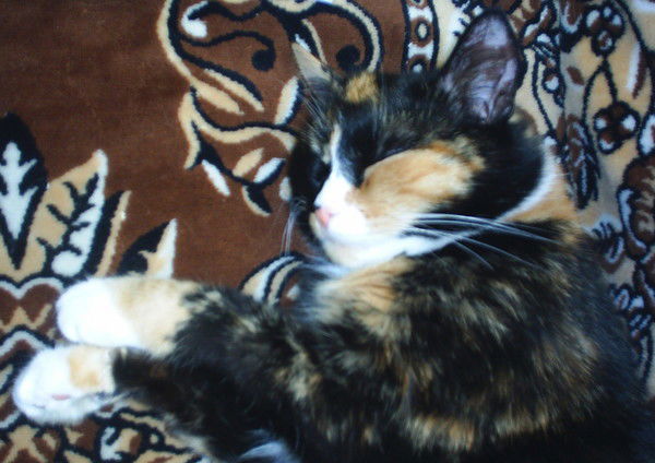 Наталья Таркова