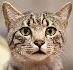 Анна Беленёва