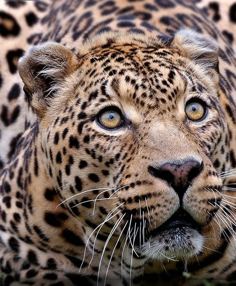 Сергей Петров