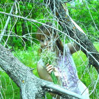 Анастасия Ленкова