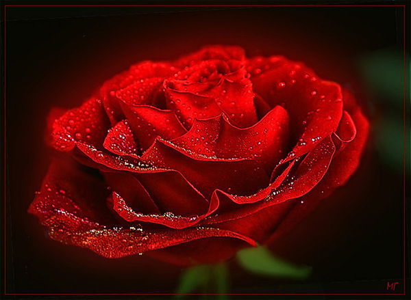 Айгерим Мусаева