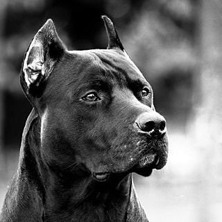 Сережка :))))))))))