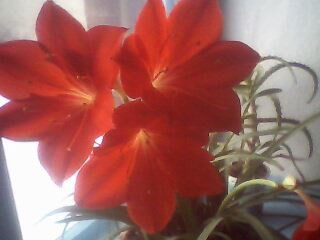 Гулнара Батырканова