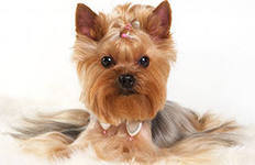 *галичка* Галичка