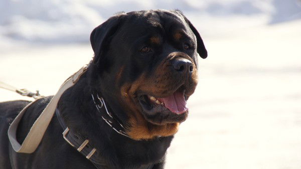 Сергей Гаврилов