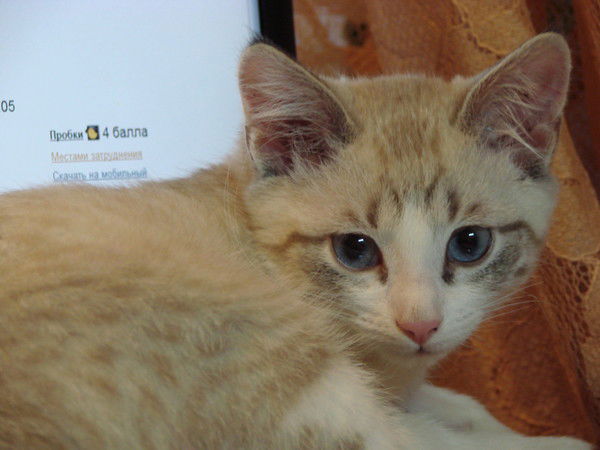 Ульзана Павлова