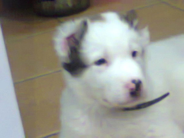 Ангелина Магер