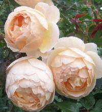 Анна Подтыкан