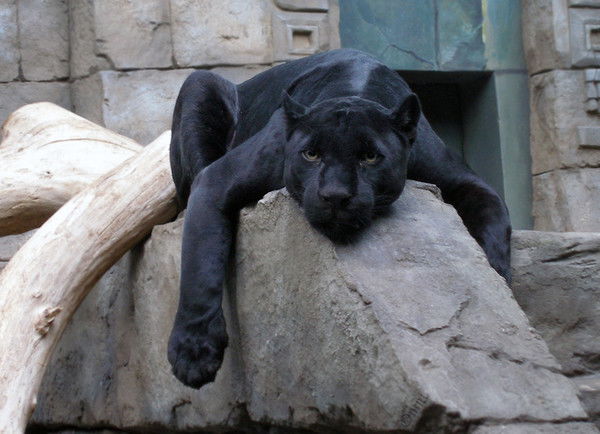 Денис Черепанов