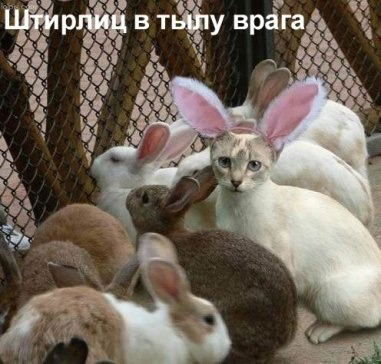 Винер Гареев