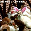 Винер Гареев