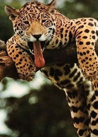 Александр Кацендорн