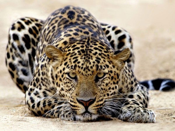 Индира Гильманова