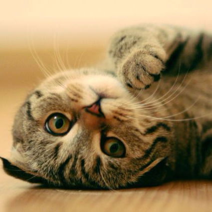 Денисова Юлия