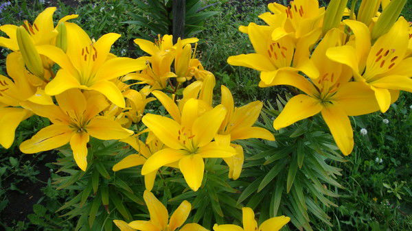 Ольга Рачковская