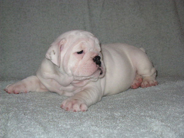 Игорь Чернявский