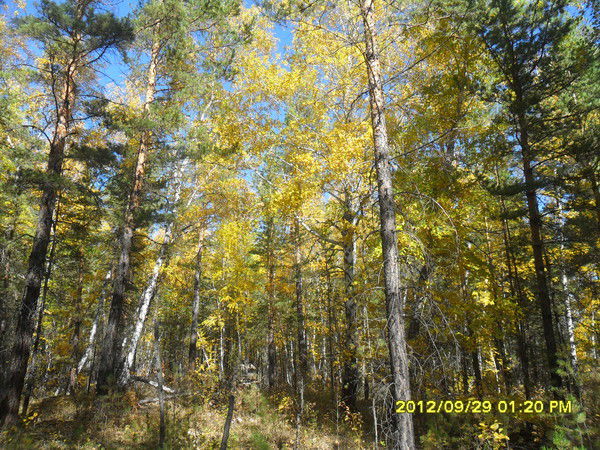 Елена Рябова