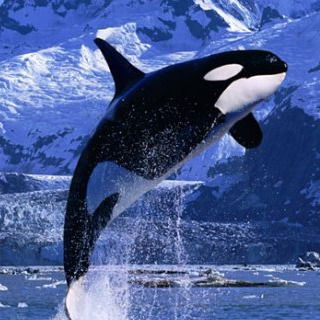 Элизабет Кит