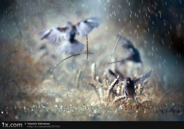 Мария Мельникова