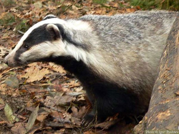 Ярослав Цупко