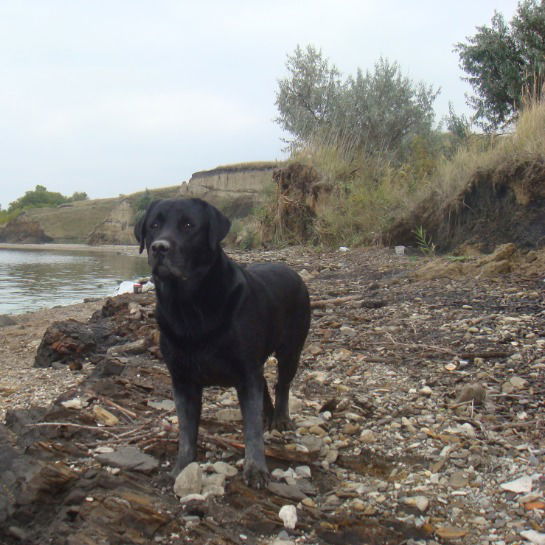 Василина Крылова