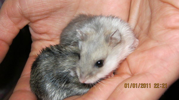 Юлия Погодина