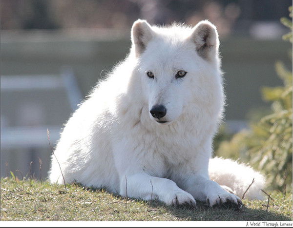 Одинокий Волк