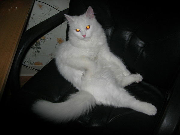 Виктор Николаев