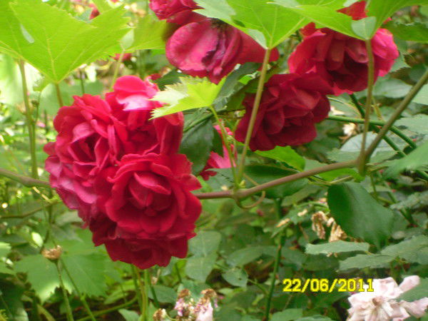 Светлана Потылицына