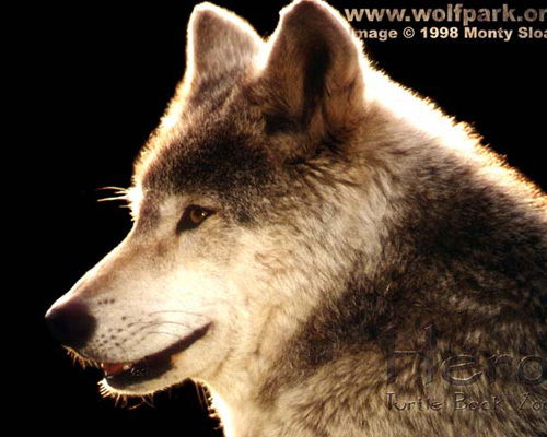 Александр Долганов