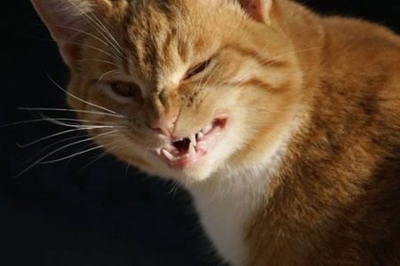 Виталик Стеклопокетов