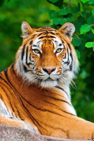 Александр Пашин