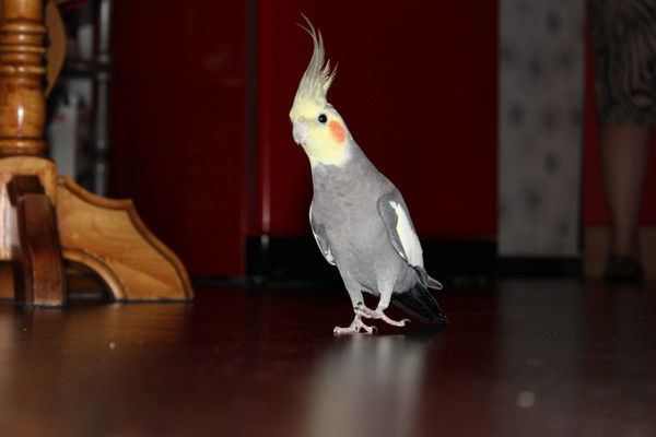 Надежда Горохова