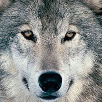 Сергей Кастрицин